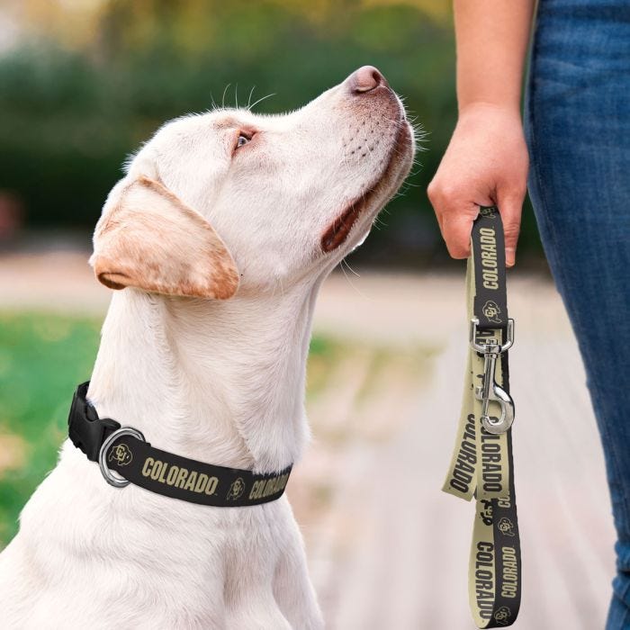 Golden State Warriors Dog Collar